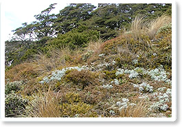 Alpine Scrub and Herbfield