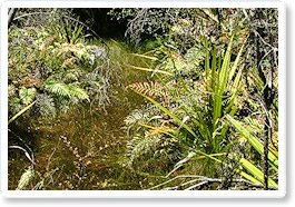 Swamps and Wetland