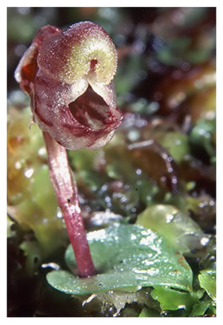 Corybas carsei