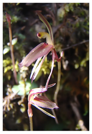 Cyrtostylis rotundifolia