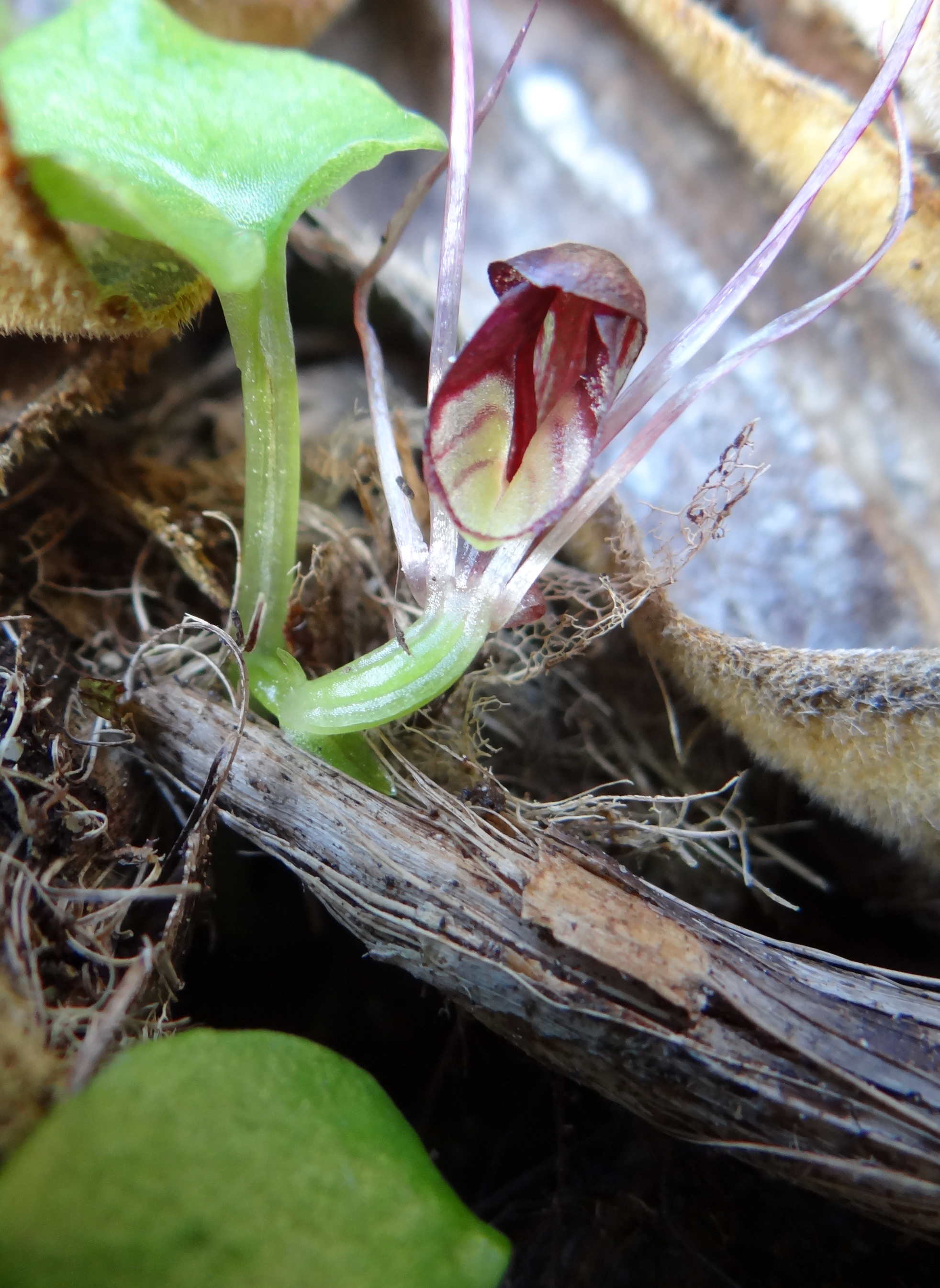 Corybas hump