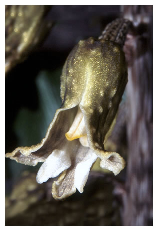 Gastrodia longcolumn black