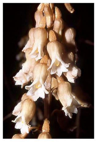 Potato Orchids