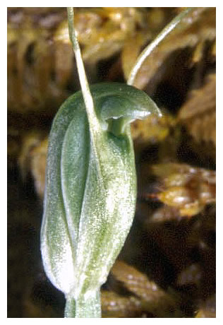 Pterostylis puberula