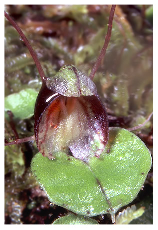 Corybas pygmy