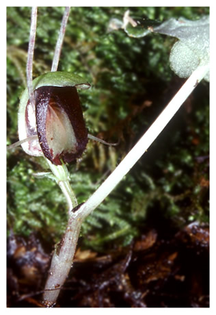 Corybas trisept