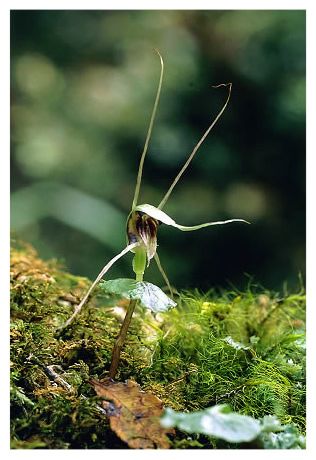 Corybas acuminatus