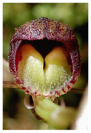 Corybas sulcatus