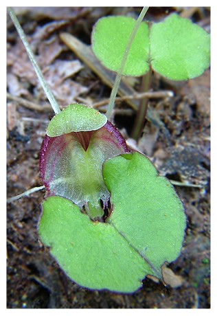 Corybas aff trilobus