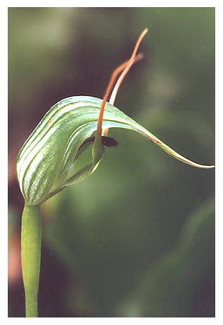 Pterostylis agathicola