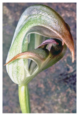 Pterostylis areolata