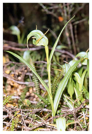 Pterostylis australis