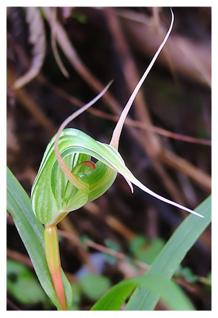 Pterostylis banksii