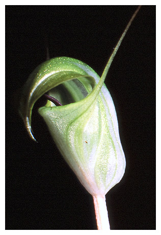 Pterostylis brumalis