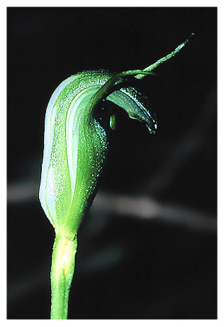 Pterostylis foliata