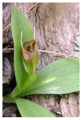 Pterostylis humilis