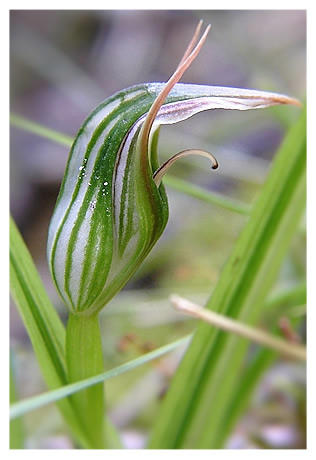 Pterostylis irsoniana