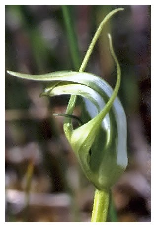 Pterostylis micromega