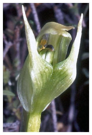 Pterostylis paludosa