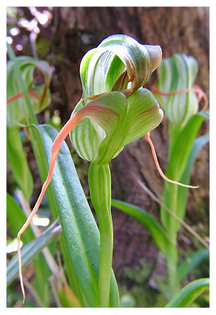 Pterostylis patens