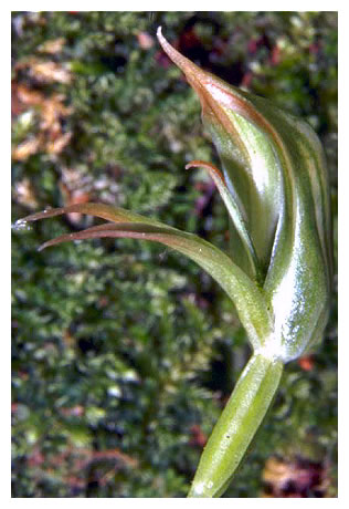 Pterostylis porrecta