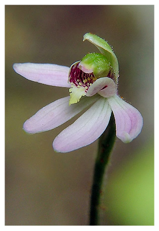Caladenia variegata