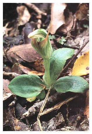 Pterostylis venosa