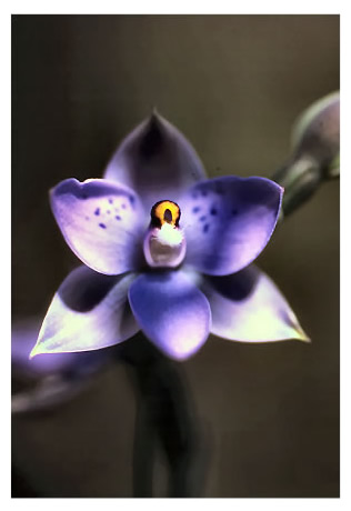 Thelymitra nervosa