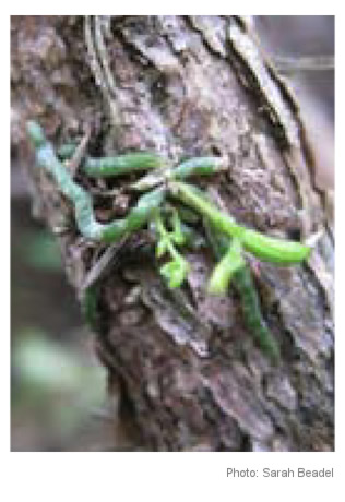 Taeniophyllum norfolkianum